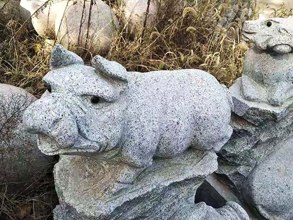 风水猪